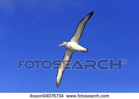 Weisskappenalbatros (Thalassarche cauta), adult, fliegend, Kap der Guten Hoffnung, Sudafrika View Large Photo Image Picture - Weisskappenalbatros (Thalassarche cauta), adult, fliegend, Kap der Guten Hoffnung, Sudafrika. Fotosearch