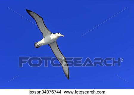 Weisskappenalbatros (Thalassarche cauta), adult, fliegend, Kap der Guten Hoffnung, Sudafrika View Large Photo Image Picture - Weisskappenalbatros (Thalassarche cauta), adult, fliegend, Kap der Guten Hoffnung, Sudafrika. Fotosearch