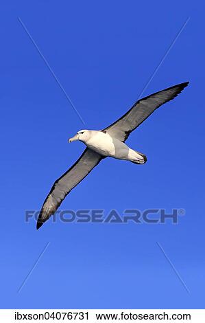 Weisskappenalbatros (Thalassarche cauta), adult, fliegend, Kap der Guten Hoffnung, Sudafrika View Large Photo Image Stock Image - Weisskappenalbatros (Thalassarche cauta), adult, fliegend, Kap der Guten Hoffnung, Sudafrika. Fotosearch