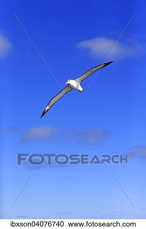 Weisskappenalbatros (Thalassarche cauta), adult, fliegend, Kap der Guten Hoffnung, Sudafrika View Large Photo Image Stock Image - Weisskappenalbatros (Thalassarche cauta), adult, fliegend, Kap der Guten Hoffnung, Sudafrika. Fotosearch