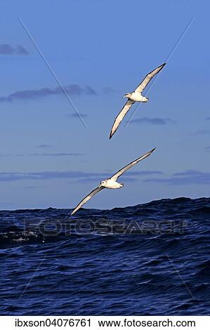 Weisskappenalbatros (Thalassarche cauta), adult, fliegend, Paar, Kap der Guten Hoffnung, Sudafrika View Large Photo Image Stock Image - Weisskappenalbatros (Thalassarche cauta), adult, fliegend, Paar, Kap der Guten Hoffnung, Sudafrika. Fotosearch