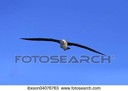 Stock Image - Weisskappenalbatros (Thalassarche cauta), adult, fliegend, Kap der Guten Hoffnung, Sudafrika. Fotosearch
