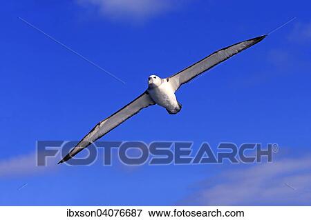 Weisskappenalbatros (Thalassarche cauta), adult, fliegend, Kap der Guten Hoffnung, Sudafrika View Large Photo Image Stock Photo - Weisskappenalbatros (Thalassarche cauta), adult, fliegend, Kap der Guten Hoffnung, Sudafrika. Fotosearch