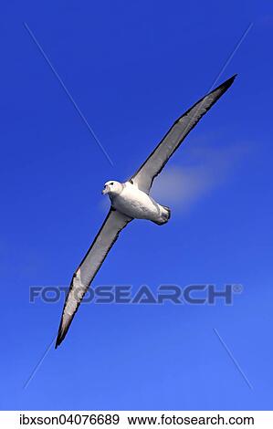 Weisskappenalbatros (Thalassarche cauta), adult, fliegend, Kap der Guten Hoffnung, Sudafrika View Large Photo Image Stock Photo - Weisskappenalbatros (Thalassarche cauta), adult, fliegend, Kap der Guten Hoffnung, Sudafrika. Fotosearch