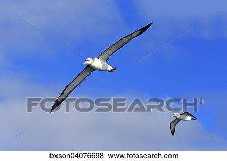 Weisskappenalbatros (Thalassarche cauta), adult, fliegend, zwei, Kap der Guten Hoffnung, Sudafrika View Large Photo Image Stock Photo - Weisskappenalbatros (Thalassarche cauta), adult, fliegend, zwei, Kap der Guten Hoffnung, Sudafrika. Fotosearch