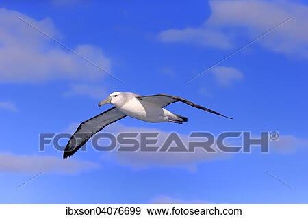 Weisskappenalbatros (Thalassarche cauta), adult, fliegend, Kap der Guten Hoffnung, Sudafrika View Large Photo Image Stock Photo - Weisskappenalbatros (Thalassarche cauta), adult, fliegend, Kap der Guten Hoffnung, Sudafrika. Fotosearch