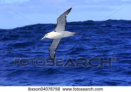 Stock Photo - Weisskappenalbatros (Thalassarche cauta), adult, fliegend, Kap der Guten Hoffnung, Sudafrika. Fotosearch