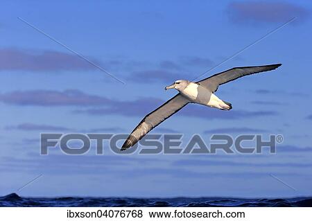 Weisskappenalbatros (Thalassarche cauta), adult, fliegend, Kap der Guten Hoffnung, Sudafrika View Large Photo Image Stock Photo - Weisskappenalbatros (Thalassarche cauta), adult, fliegend, Kap der Guten Hoffnung, Sudafrika. Fotosearch