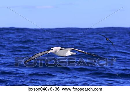 Weisskappenalbatros (Thalassarche cauta), adult, fliegend, Kap der Guten Hoffnung, Sudafrika View Large Photo Image Stock Photograph - Weisskappenalbatros (Thalassarche cauta), adult, fliegend, Kap der Guten Hoffnung, Sudafrika. Fotosearch