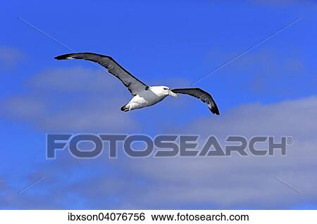 Weisskappenalbatros (Thalassarche cauta), adult, fliegend, Kap der Guten Hoffnung, Sudafrika View Large Photo Image Stock Photograph - Weisskappenalbatros (Thalassarche cauta), adult, fliegend, Kap der Guten Hoffnung, Sudafrika. Fotosearch