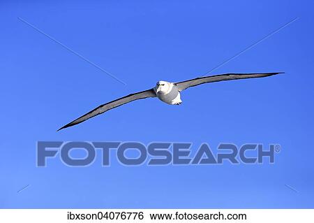 Weisskappenalbatros (Thalassarche cauta), adult, fliegend, Kap der Guten Hoffnung, Sudafrika View Large Photo Image Stock Photograph - Weisskappenalbatros (Thalassarche cauta), adult, fliegend, Kap der Guten Hoffnung, Sudafrika. Fotosearch