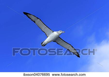 Stock Photography - Weisskappenalbatros (Thalassarche cauta), adult, fliegend, Kap der Guten Hoffnung, Sudafrika. Fotosearch