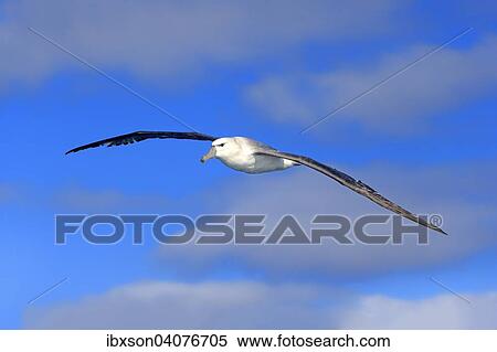 Weisskappenalbatros (Thalassarche cauta), adult, fliegend, Kap der Guten Hoffnung, Sudafrika View Large Photo Image Stock Photography - Weisskappenalbatros (Thalassarche cauta), adult, fliegend, Kap der Guten Hoffnung, Sudafrika. Fotosearch