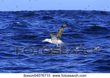 Weisskappenalbatros (Thalassarche cauta), adult, auffliegend, Kap der Guten Hoffnung, Sudafrika View Large Photo Image Stock Photography - Weisskappenalbatros (Thalassarche cauta), adult, auffliegend, Kap der Guten Hoffnung, Sudafrika. Fotosearch