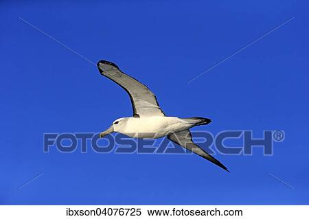 Weisskappenalbatros (Thalassarche cauta), adult, fliegend, Kap der Guten Hoffnung, Sudafrika View Large Photo Image Stock Photography - Weisskappenalbatros (Thalassarche cauta), adult, fliegend, Kap der Guten Hoffnung, Sudafrika. Fotosearch