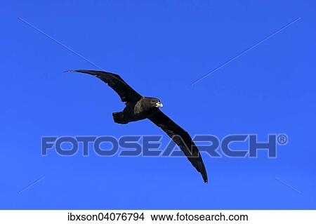 Weisskinn-Sturmvogel (Procellaria aequinoctialis), adult, fliegend, Kap der Guten Hoffnung, Sudafrika View Large Photo Image Picture - Weisskinn-Sturmvogel (Procellaria aequinoctialis), adult, fliegend, Kap der Guten Hoffnung, Sudafrika. Fotosearch