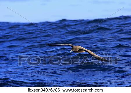Stock Photograph - Weisskinn-Sturmvogel (Procellaria aequinoctialis), adult, fliegend, Kap der Guten Hoffnung, Sudafrika. Fotosearch