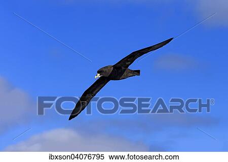 Stock Photography - Weisskinn-Sturmvogel (Procellaria aequinoctialis), adult, fliegend, Kap der Guten Hoffnung, Sudafrika. Fotosearch