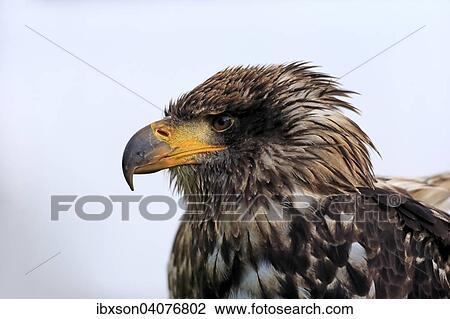 Stock Image - Weisskopfseeadler (Haliaeetus leucocephalus), juvenil, noch nicht ausgefarbt, captive, Rheinland-Pfalz, Deutschland, Europa. Fotosearch