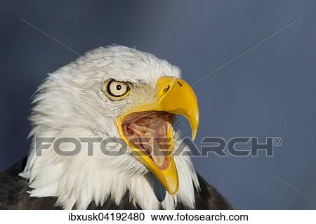 Weisskopfseeadler (Haliaeetus leucocephalus), mannlich, Portrat, captive, Germany View Large Photo Image Stock Image - Weisskopfseeadler (Haliaeetus leucocephalus), mannlich, Portrat, captive, Germany. Fotosearch
