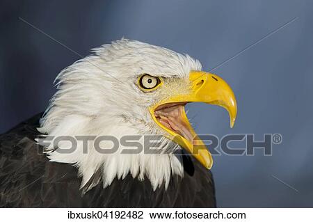 Weisskopfseeadler (Haliaeetus leucocephalus), mannlich, Portrat, captive, Germany View Large Photo Image Stock Image - Weisskopfseeadler (Haliaeetus leucocephalus), mannlich, Portrat, captive, Germany. Fotosearch