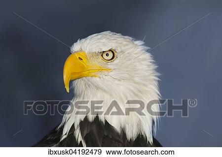 Weisskopfseeadler (Haliaeetus leucocephalus), mannlich, Portrat, captive, Germany View Large Photo Image Stock Photo - Weisskopfseeadler (Haliaeetus leucocephalus), mannlich, Portrat, captive, Germany. Fotosearch