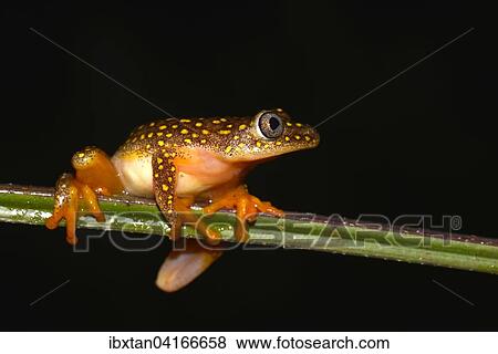 Weisspunkt-Madagaskar-Riedfrosch (Heterixalus alboguttatus), Madagaskar, Afrika View Large Photo Image Stock Photo - Weisspunkt-Madagaskar-Riedfrosch (Heterixalus alboguttatus), Madagaskar, Afrika. Fotosearch