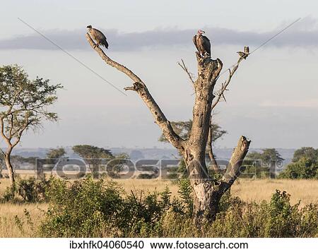 Stock Image - Weissruckengeier (Gyps africanus) und Ohrengeier (Torgos tracheliotus) sitzen auf einem abgestorbenen Baum, Ishasha, Queen-Elizabeth-Nationalpark, Uganda, Afrika. Fotosearch