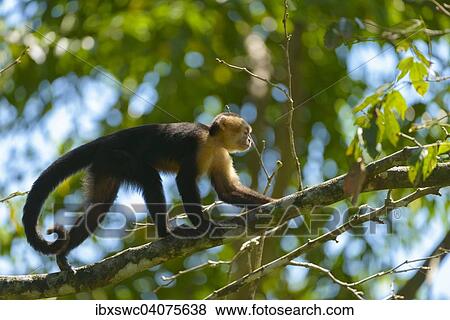 Stock Photo - Weissschulterkapuzineraffe (Cebus capucinus) lauft Ast entlang, Provinz Puntarenas, Costa Rica, Nordamerika. Fotosearch