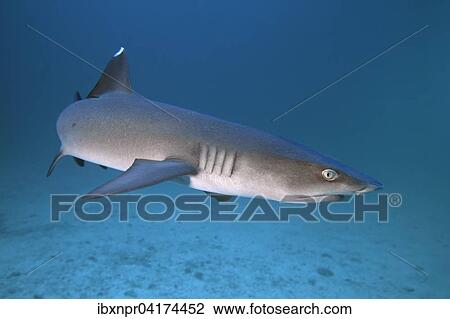 Stock Image - Weissspitzen-Riffhai (Triaenodon obesus), Cocos Island, Kokosinsel, Costa Rica, Nordamerika. Fotosearch
