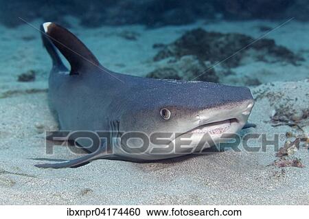 Stock Image - Weissspitzen-Riffhai (Triaenodon obesus) liegt auf Sandgrund, Cocos Island, Kokosinsel, Costa Rica, Nordamerika. Fotosearch