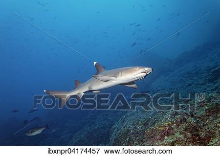 Stock Photo - Weissspitzen-Riffhai (Triaenodon obesus) schwimmt uber Riff, Cocos Island, Kokosinsel, Costa Rica, Nordamerika. Fotosearch