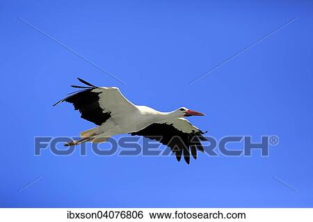 Weissstorch (Ciconia ciconia), adult, fliegend, Baden-Wurttemberg, Deutschland, Europa View Large Photo Image Stock Photograph - Weissstorch (Ciconia ciconia), adult, fliegend, Baden-Wurttemberg, Deutschland, Europa. Fotosearch