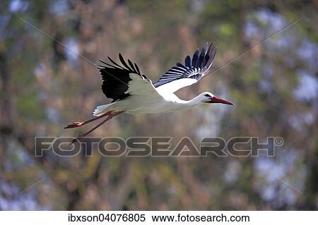 Weissstorch (Ciconia ciconia), adult, fliegend, Baden-Wurttemberg, Deutschland, Europa View Large Photo Image Stock Photography - Weissstorch (Ciconia ciconia), adult, fliegend, Baden-Wurttemberg, Deutschland, Europa. Fotosearch