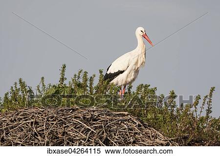 Weissstorch (Ciconia ciconia) auf dem Nest, Naturschutzgebiet Los Barruecos, Extremadura, Spanien, Europa View Large Photo Image Stock Photography - Weissstorch (Ciconia ciconia) auf dem Nest, Naturschutzgebiet Los Barruecos, Extremadura, Spanien, Europa. Fotosearch