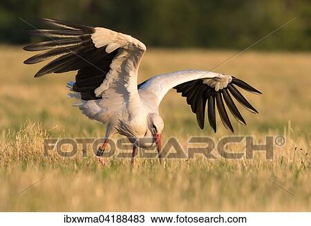 Weissstorch (Ciconia ciconia) bei Beutesuche, Hessen, Deutschland, Europa View Large Photo Image Stock Image - Weissstorch (Ciconia ciconia) bei Beutesuche, Hessen, Deutschland, Europa. Fotosearch