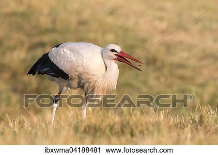 Weissstorch (Ciconia ciconia) mit erbeutetem Kafer, Hessen, Deutschland, Europa View Large Photo Image Stock Image - Weissstorch (Ciconia ciconia) mit erbeutetem Kafer, Hessen, Deutschland, Europa. Fotosearch