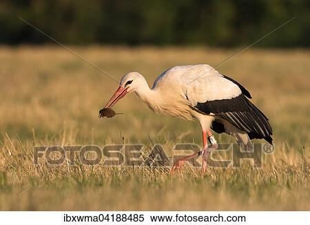 Weissstorch (Ciconia ciconia) mit erbeuteter Feldmaus (Microtus arvalis), Hessen, Deutschland, Europa View Large Photo Image Stock Photography - Weissstorch (Ciconia ciconia) mit erbeuteter Feldmaus (Microtus arvalis), Hessen, Deutschland, Europa. Fotosearch