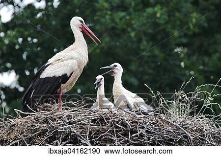 Stock Image - Weissstorch (Ciconia ciconia) und Jungstorche im Nest, Brandenburg, Deutschland, Europa. Fotosearch