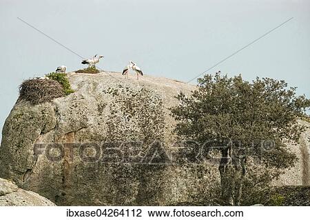 Stock Image - Weissstorche (Ciconia ciconia) nisten auf Granitfelsen, Naturschutzgebiet Los Barruecos, Extremadura, Spanien, Europa. Fotosearch