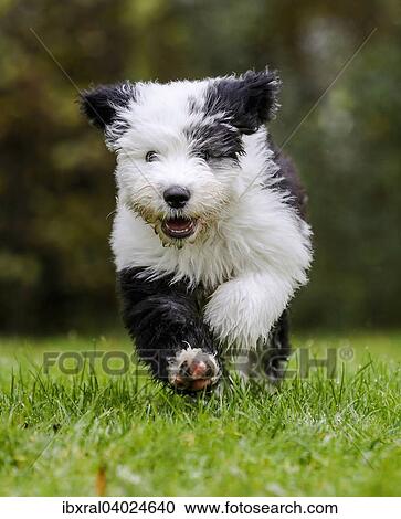 Welpe, 12 Wochen, Bobtail, Old English Sheepdog, Altenglischer Schaferhund View Large Photo Image Stock Image - Welpe, 12 Wochen, Bobtail, Old English Sheepdog, Altenglischer Schaferhund. Fotosearch