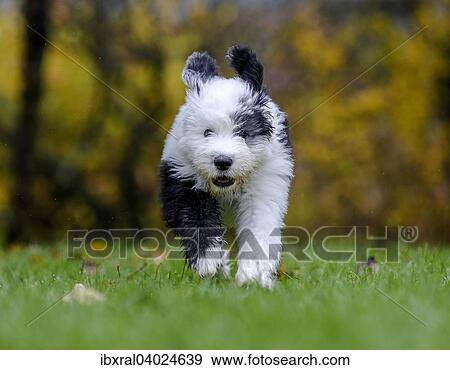 Welpe, 12 Wochen, Bobtail, Old English Sheepdog, Altenglischer Schaferhund View Large Photo Image Stock Photo - Welpe, 12 Wochen, Bobtail, Old English Sheepdog, Altenglischer Schaferhund. Fotosearch