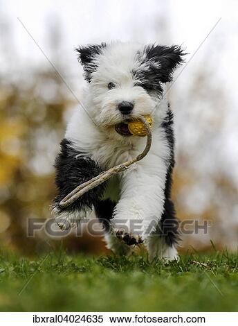 Welpe, 12 Wochen, Bobtail, Old English Sheepdog, Altenglischer Schaferhund View Large Photo Image Stock Photography - Welpe, 12 Wochen, Bobtail, Old English Sheepdog, Altenglischer Schaferhund. Fotosearch