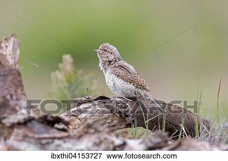 Stock Photo - Wendehals (Jynx torquilla) am Boden, Biospharenreservat Mittelelbe, Sachsen-Anhalt. Fotosearch