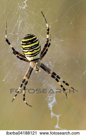 Wespenspinne (Argiope bruennichi), Weibchen sitzt in ihrem Netz, Nordrhein-Westfalen, Deutschland, Europa View Large Photo Image Stock Image - Wespenspinne (Argiope bruennichi), Weibchen sitzt in ihrem Netz, Nordrhein-Westfalen, Deutschland, Europa. Fotosearch