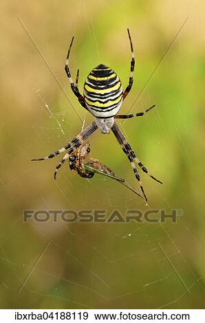Stock Photo - Wespenspinne (Argiope bruennichi), Weibchen sitzt in ihrem Netz mit Beute, Nordrhein-Westfalen, Deutschland, Europa. Fotosearch