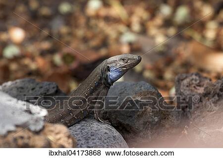Westkanareneidechse (Gallotia galloti), Mannchen, La Palma, Kanarische Inseln, Spanien, Europa View Large Photo Image Stock Photo - Westkanareneidechse (Gallotia galloti), Mannchen, La Palma, Kanarische Inseln, Spanien, Europa. Fotosearch