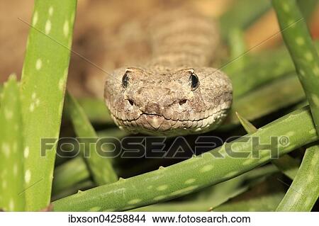 Westliche Klapperschlange, Prarieklapperschlange, (Crotalus viridis), adult, Portrait, Vorkommen in Nordamerika, captive View Large Photo Image Picture - Westliche Klapperschlange, Prarieklapperschlange, (Crotalus viridis), adult, Portrait, Vorkommen in Nordamerika, captive. Fotosearch