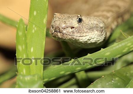 Westliche Klapperschlange, Prarieklapperschlange, (Crotalus viridis), adult, Portrait, Vorkommen in Nordamerika, captive View Large Photo Image Stock Image - Westliche Klapperschlange, Prarieklapperschlange, (Crotalus viridis), adult, Portrait, Vorkommen in Nordamerika, captive. Fotosearch