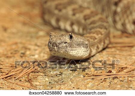 Westliche Klapperschlange, Prarieklapperschlange, (Crotalus viridis), adult, Portrait, Vorkommen in Nordamerika, captive View Large Photo Image Stock Image - Westliche Klapperschlange, Prarieklapperschlange, (Crotalus viridis), adult, Portrait, Vorkommen in Nordamerika, captive. Fotosearch